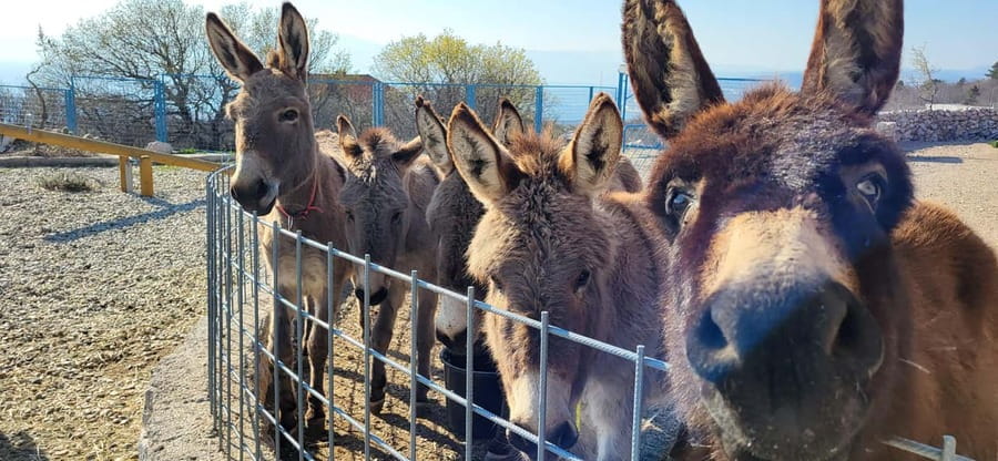 Šmrika (near Rijeka/Krk/Crikvenica) Donkey Farm Family Fun - Why the Kvarner Bay view helps