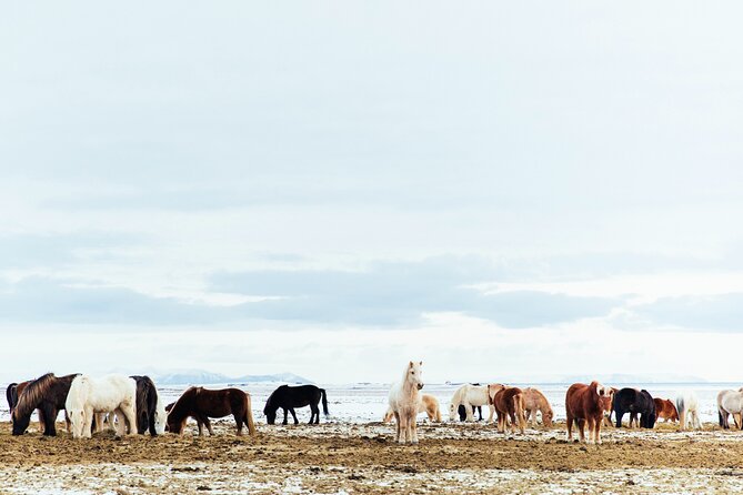 Snæfellsnes in Spanish with lunch on a farm Minibus - The Arnarstapi to Hellnar coastal walk