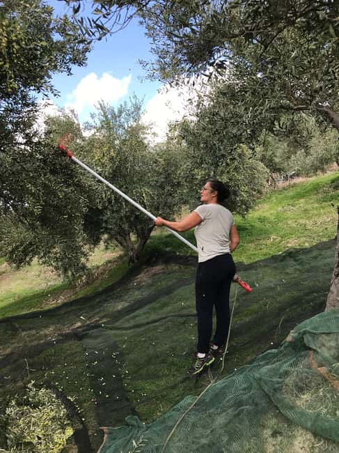 Snail and olive farm tour with table olives & homemade sweet - Water, homemade sweet, and a real conversation