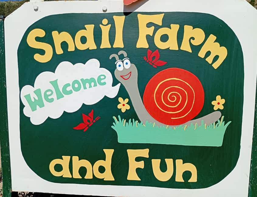 Snail and olive farm tour with table olives & homemade sweet - Inside the shaded snail greenhouse