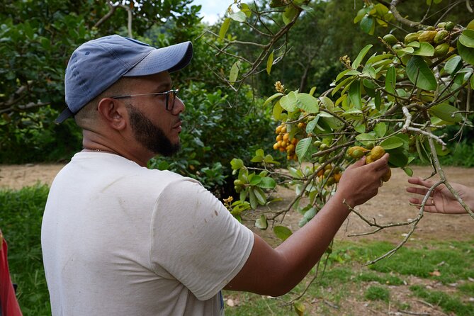 Soma Garden All Inclusive Tropical Fruit Farm Tour - The first 90 minutes: walking through unusual fruit trees
