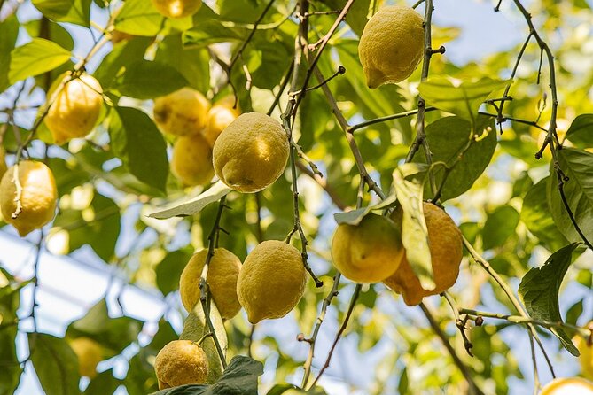 Sorrento Ape Tour, Lemon Garden, Mozzarella Show & Pizza Class - Who will enjoy this outing most