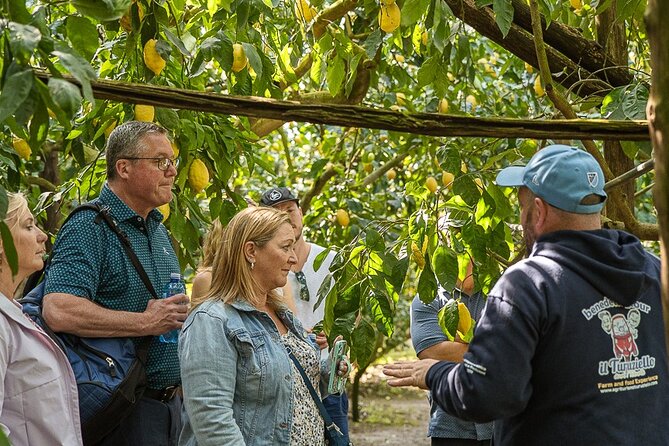 Sorrento Ape Tour, Lemon Garden, Mozzarella Show & Pizza Class - Timing, meeting point, and practical planning