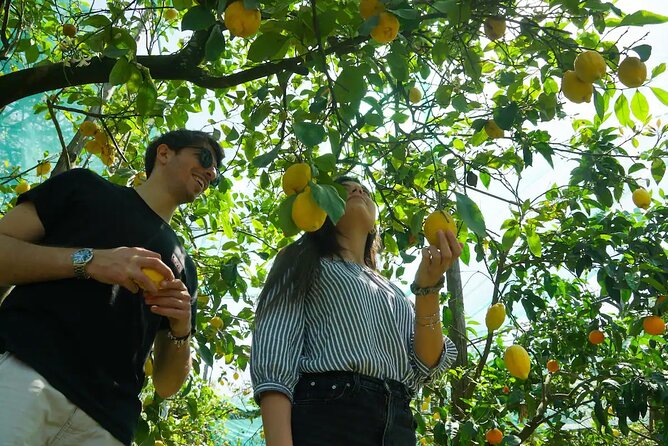 Sorrento: Authentic Lemon Experience at a Farm with Tastings - Key points to know before booking