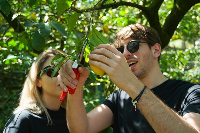 Sorrento: Authentic Lemon Experience at a Farm with Tastings - Making lemonade from the lemons you pick