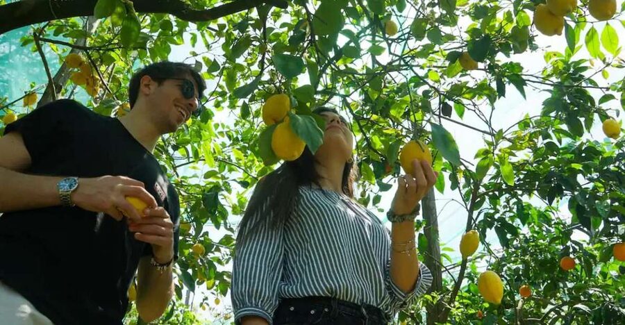 Sorrento: Authentic Lemon Experience in a Farm with Tastings - Making lemonade from the lemons you picked