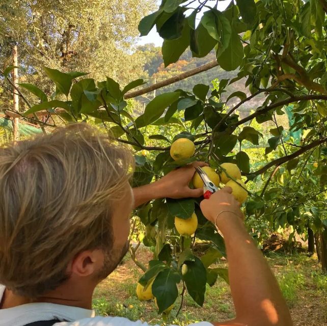 Sorrento: Authentic Lemon Experience in a Farm with Tastings - Walking through the lemon grove with pruning scissors