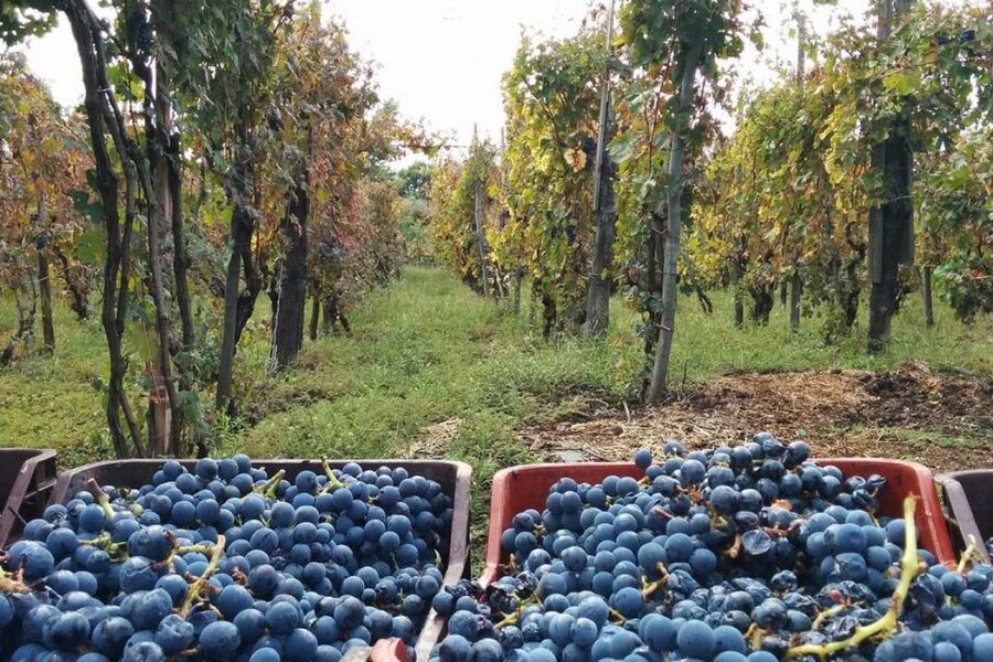 Sorrento: Family Farm Experience with Lunch - From Sorrento’s Center to the Family Farm