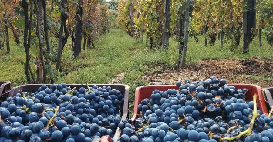 Sorrento: Family Farm Experience with Lunch - Preserving Meat and Fruit for the Whole Year