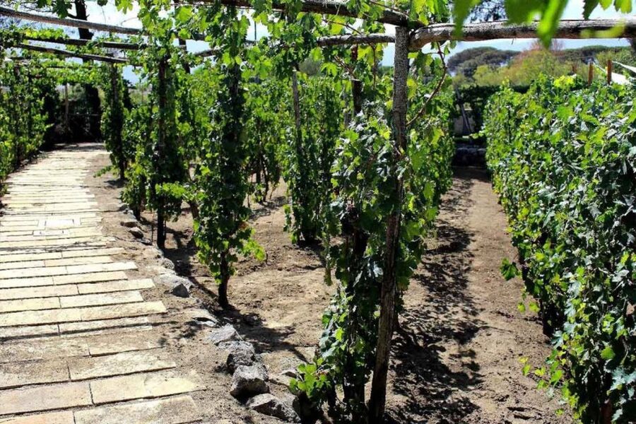 Sorrento: Family Farm Experience with Lunch - Tastings Before the Farm Lunch