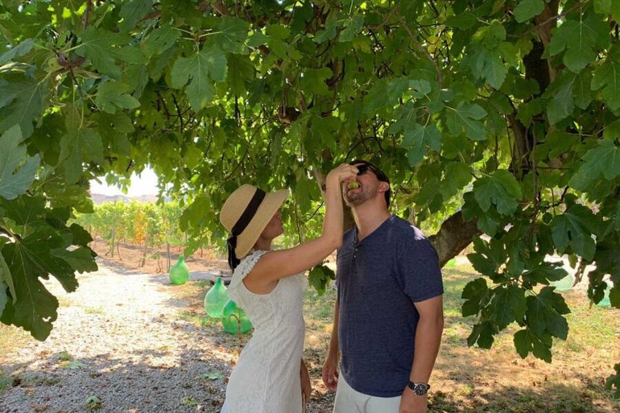Sorrento: Family Farm Experience with Lunch - Olive Oil, Red Wine, and Organic Farming