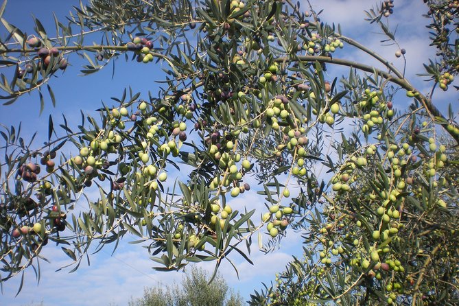 Sorrento Farm and Food Experience including Olive Oil, Limoncello, Wine tasting - Wine, olive oil, honey, and limoncello