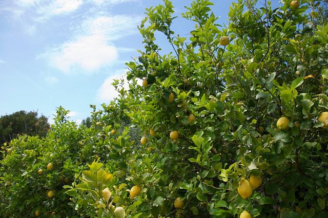 Sorrento farm by tuk tuk: pizza,limocello and cheese tasting - The first stop: olive oil, citrus, and a farmhouse welcome