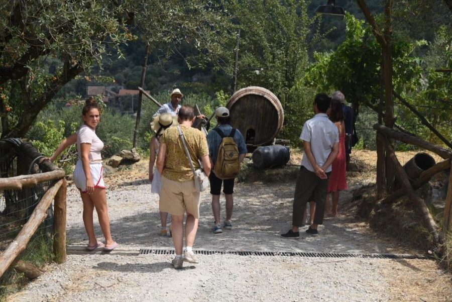 Sorrento Farm Experience: Pizza, Cheese, Wine & More - Citrus among the lemon trees