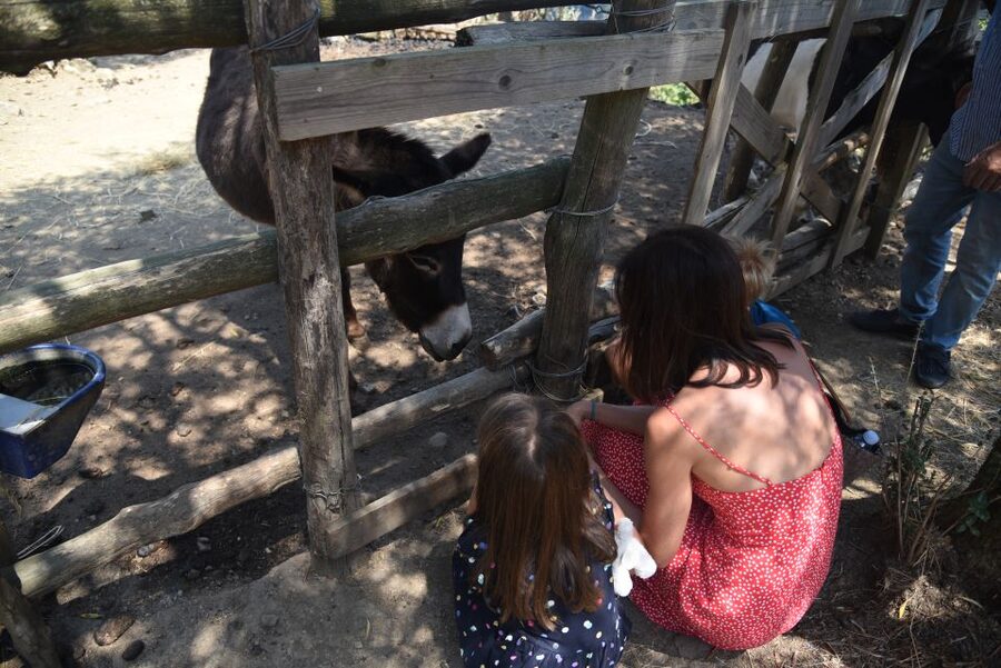 Sorrento: Farm Tour with Cheese Tasting & Pizza Making Class - Who will get the most from this four-hour outing