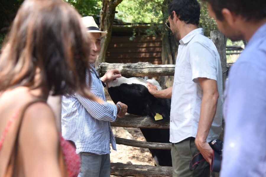 Sorrento: Farm Tour with Cheese Tasting & Pizza Making Class - Is the tour good value?