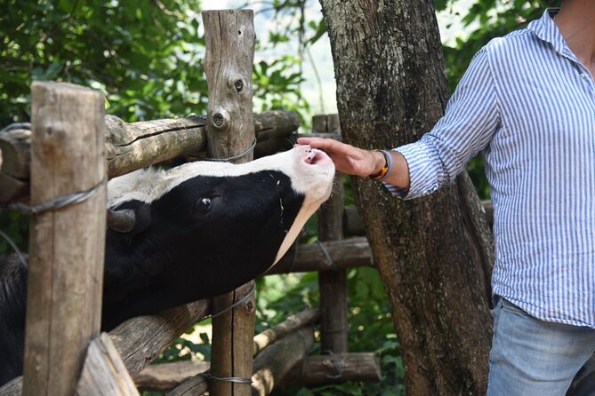 Sorrento Half-Day Farm Experience: Pizza, Cheese Making and Wine - Meeting Francesco and the farm family