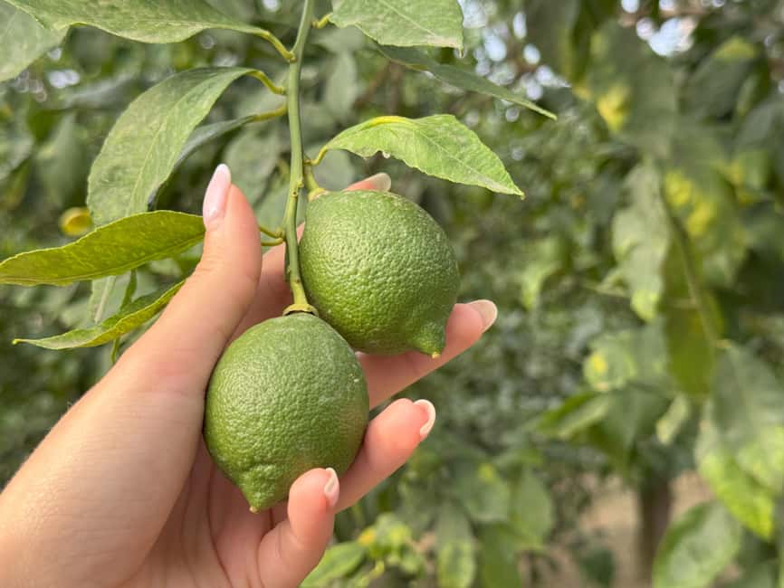 Sorrento: Lemon Tour & Farm Breakfast - Picking your own lemon during harvest season