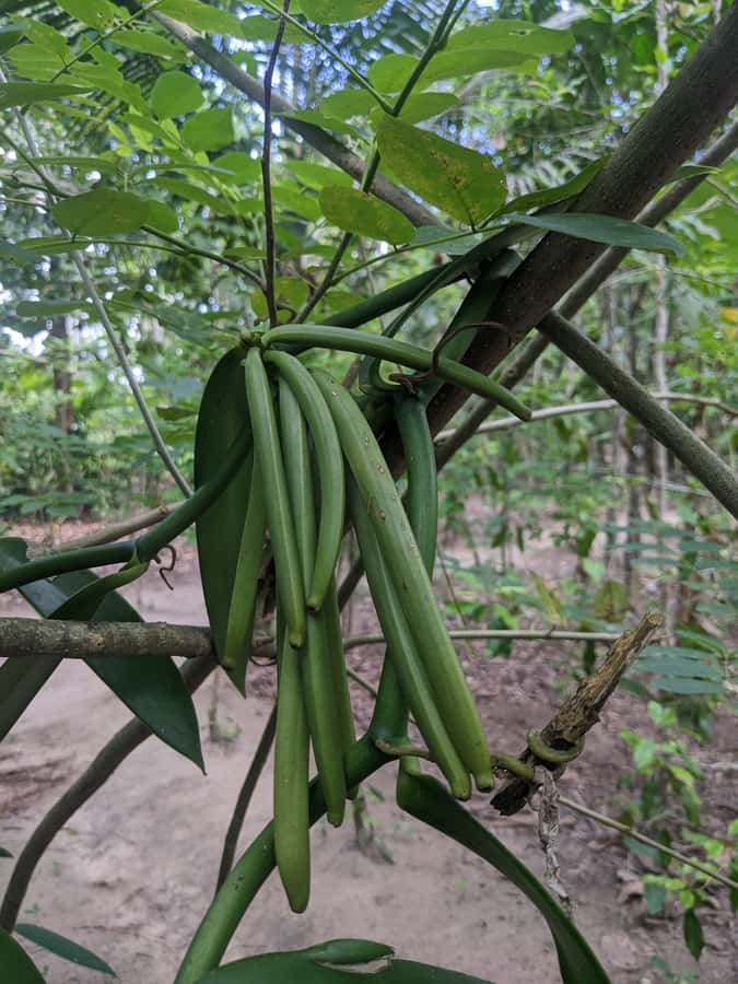 Spice Farm Bike Tour: Pedal Through Aromatic Adventures - Leaving Stone Town by bicycle