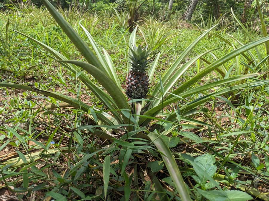 Spice Farm Bike Tour: Pedal Through Aromatic Adventures - What the $60 price covers