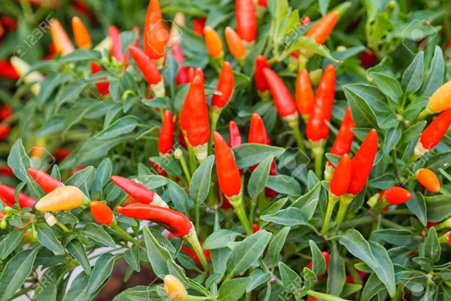 Spice Farm - spice up your life in Zanzibar - Why Zanzibar’s spice farms matter