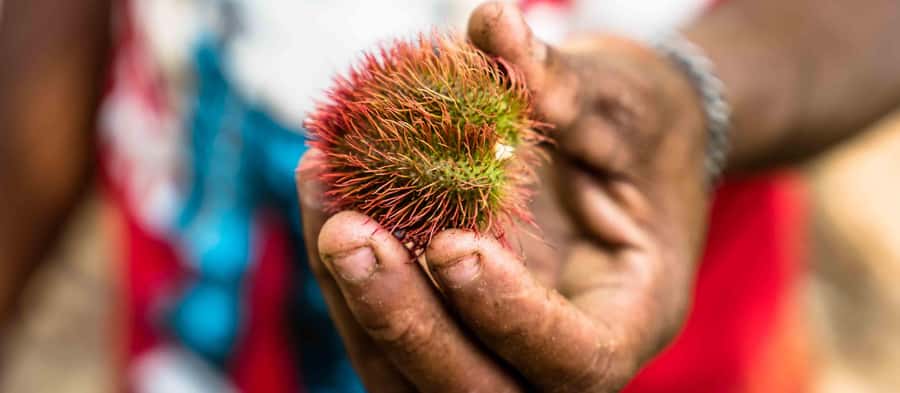 Spice Farm - spice up your life in Zanzibar - Following the plants through rural Unguja