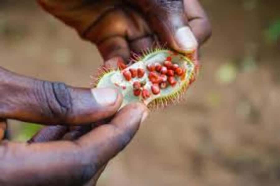 Spice farm,Stone town and Jozani forest tour with lunch - What the $85 price really covers