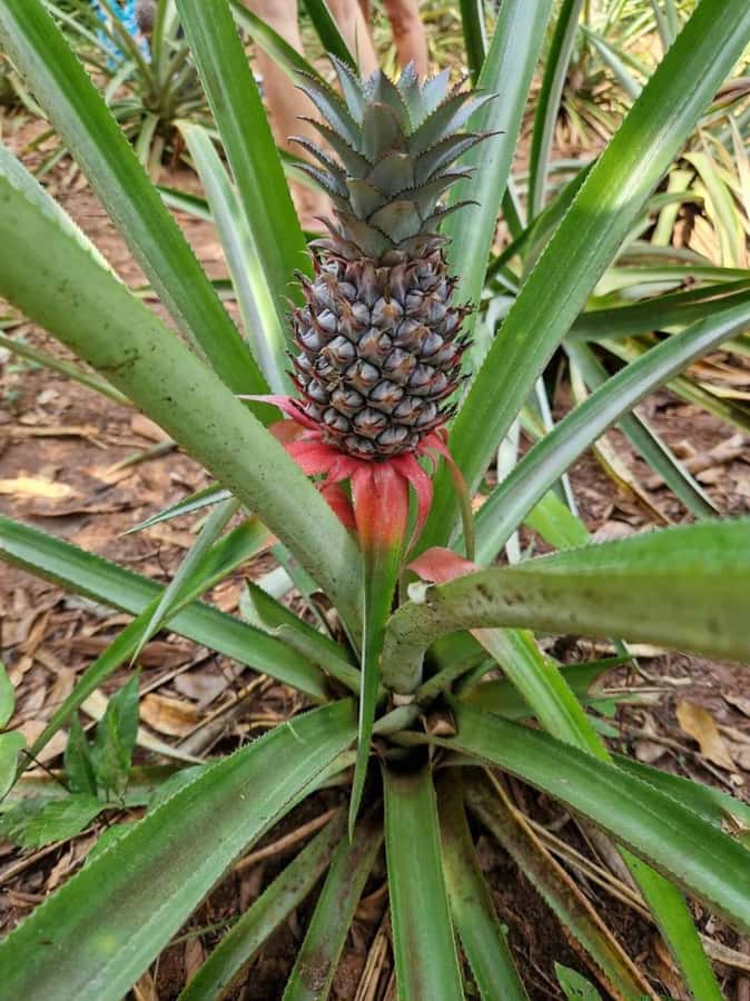 Spice farm,Stone town and Jozani forest tour with lunch - The guide and driver matter more than usual