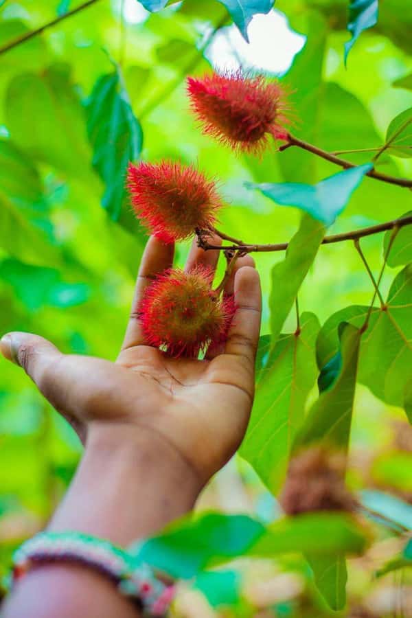 Spice farm,Stone town and Jozani forest tour with lunch - Who will enjoy this Zanzibar combination tour
