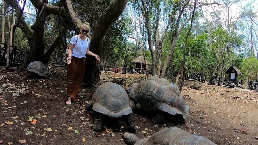 Spice farm,Stone town and Jozani forest tour with lunch - Jozani Forest and the red colobus search