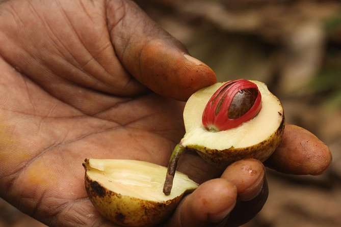 Spice Farm Tour -Half Day - From Kidichi Baths to the spice-growing countryside