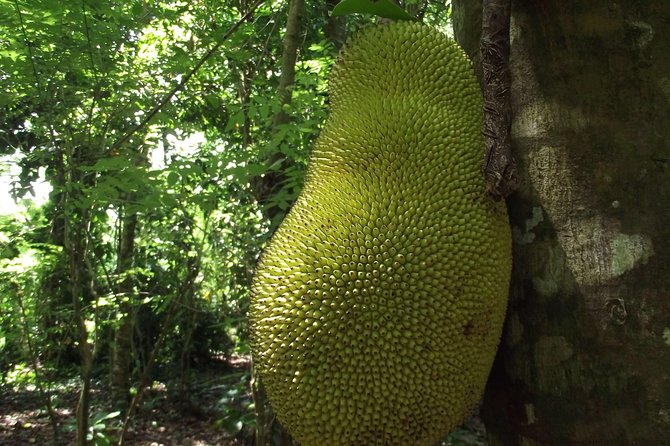 Spice Farm Tour with Traditional Cooking Lesson - The cooking lesson turns plants into lunch