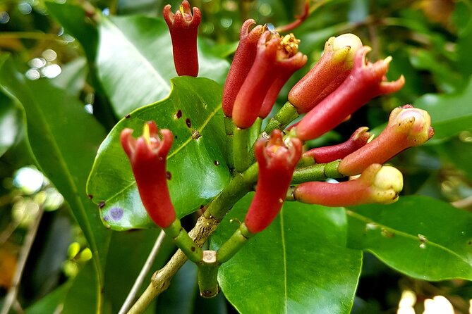 Spice Farm with Cooking Class + Lunch and Stone town (City tour) - Key points to know before booking