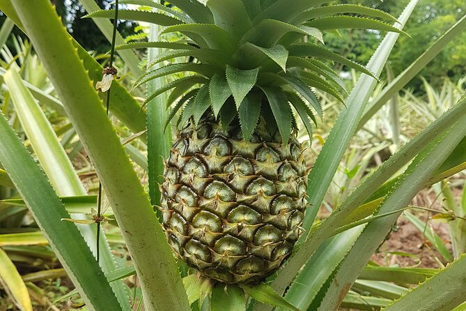 Spice Farm with Cooking Class + Lunch and Stone town (City tour) - Why the spice farm deserves five hours