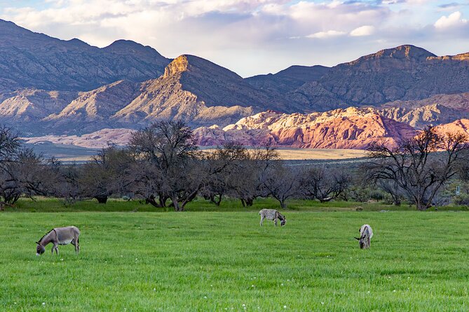 Spring Mountain Ranch Hike with Happy Hour Drinks - Who will enjoy this experience most