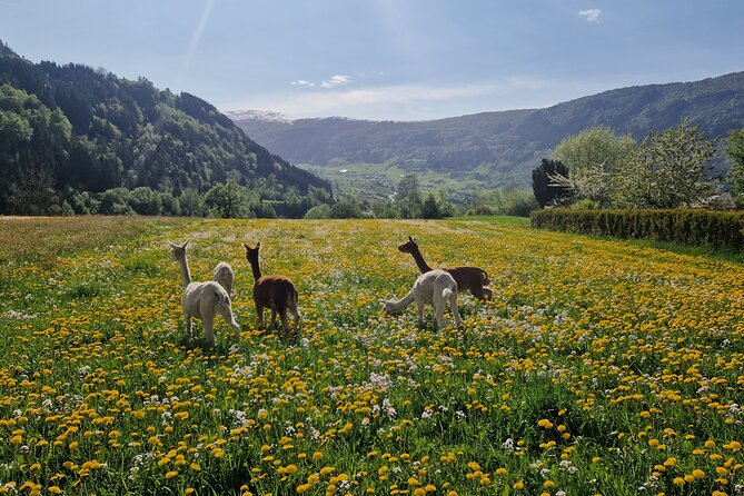 Steim Farm Experience in Vik, Norway - A Working Farm Above Vik