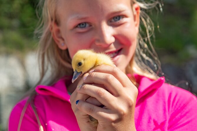 Steim Farm Experience in Vik, Norway - From Green Grass to Animal Feed