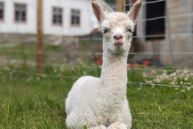 Steim Farm Experience in Vik, Norway - Vikøyri and the Sognefjord Below