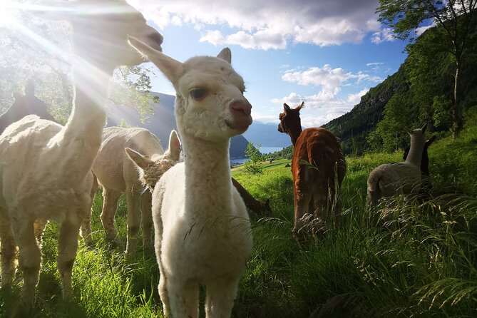 Steim Farm Experience in Vik, Norway - Is $32.26 a Fair Price?