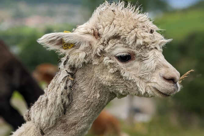 Steim Farm Experience in Vik, Norway - Best for Families, Cruise Stops, and Curious Adults