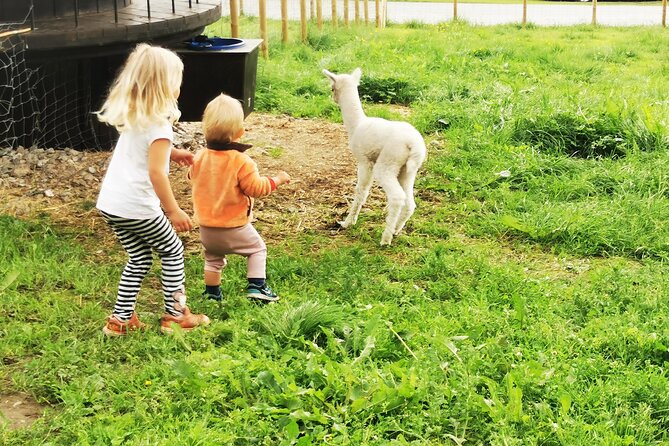 Steim Farm Experience in Vik, Norway - Should You Book Steim Farm?