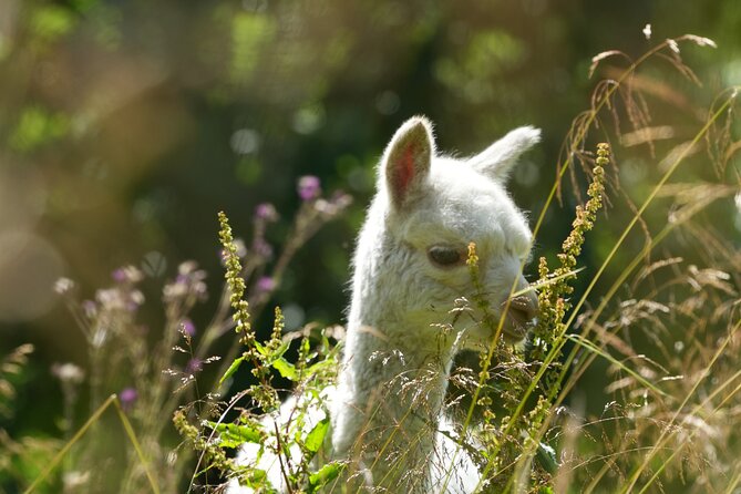 Steim Farm Experience in Vik, Norway - Alpacas, Ducks, and the Barn