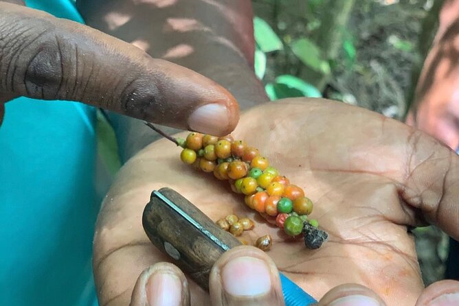 STONE TOWN and SPICE FARM TOUR ( Lunch Included ) - Seeing ginger, turmeric, vanilla, and pepper at Jambo Spice Farm