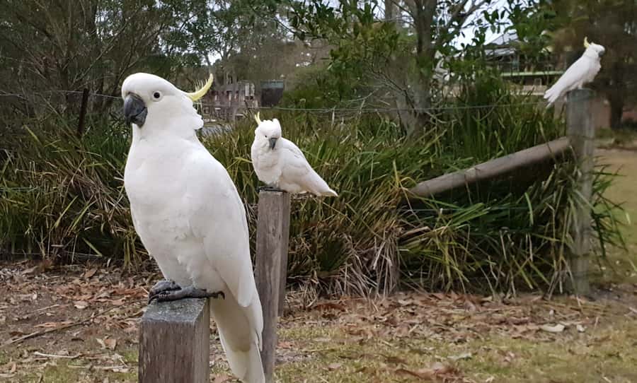 Sydney: Sea Cliff Bridge, Kiama Blowhole and Farmlands Tour - Timing, fitness, and who should book