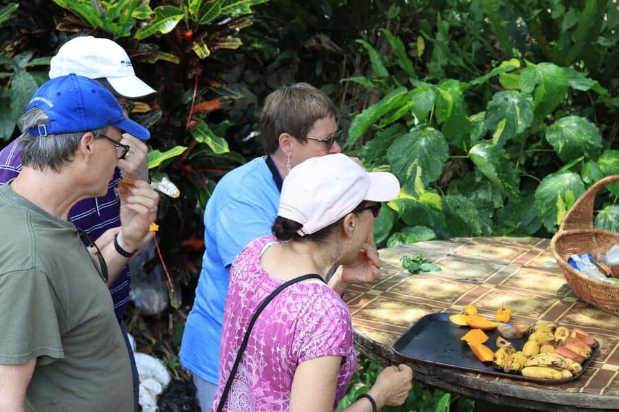 Taste of Jamaica Farm & Food Tour - Coffee, fruit, crops, and farm animals
