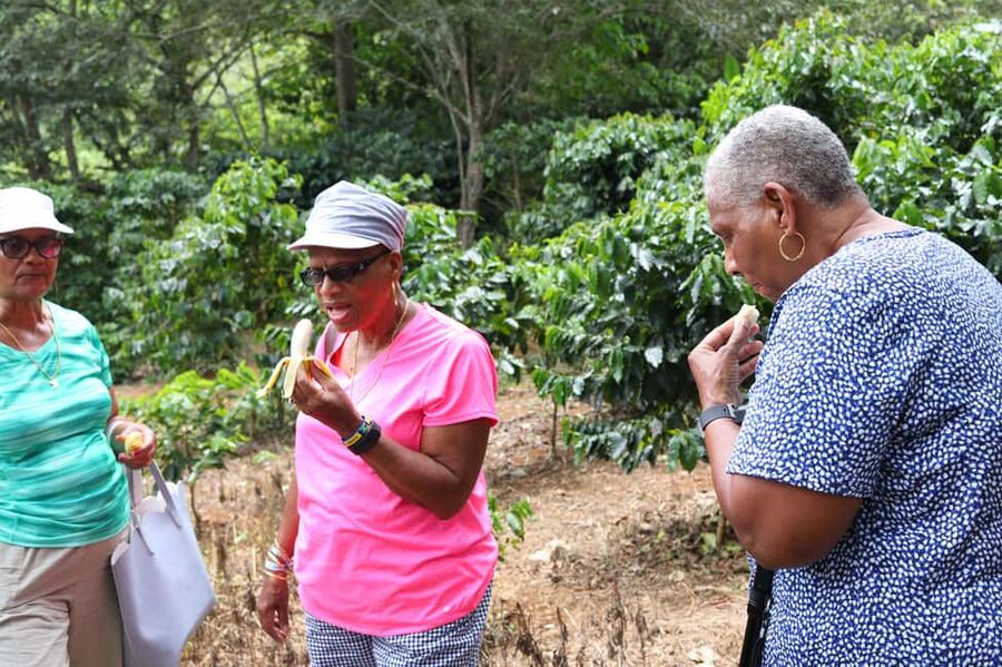 Taste of Jamaica Farm & Food Tour - What $98 buys you