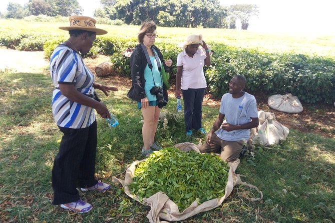 Tea Farm Experience at Riara Tea Farm And Factory Tour - Key points at a glance