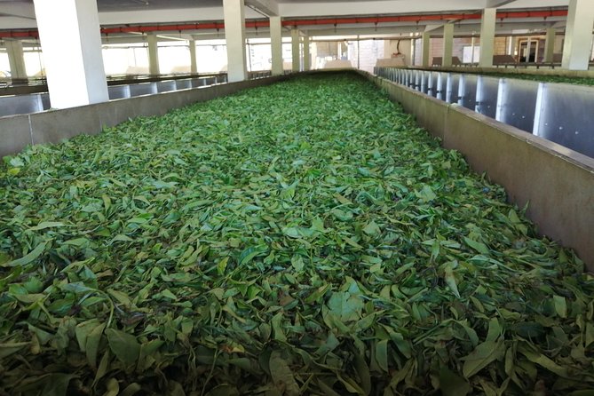 Tea Farm Experience at Riara Tea Farm And Factory Tour - Seeing the tea factory process