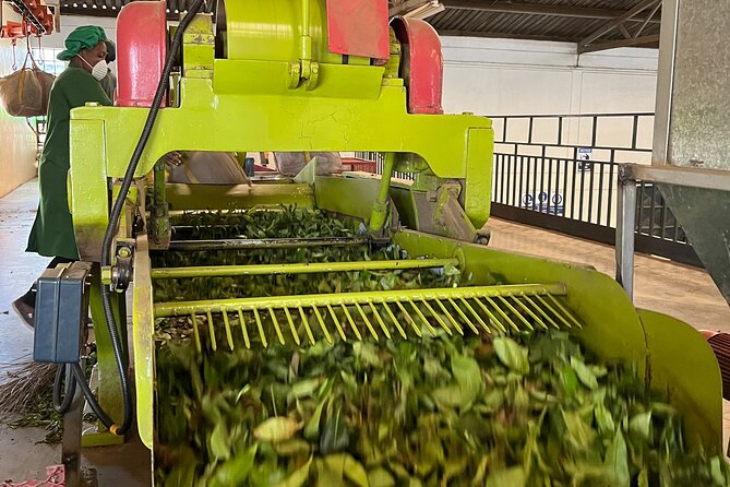 Tea Farm Experience at Riara Tea Farm And Factory Tour - Should you book the Riara Tea Farm tour?