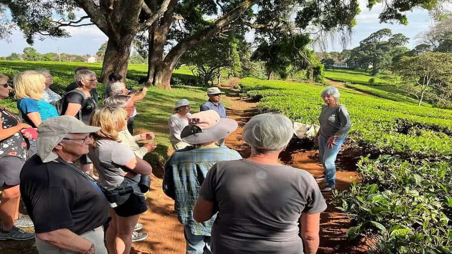 Tea Farm Tour From Nairobi (Kiambethu). - A short walk through indigenous forest